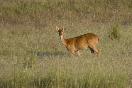 barasingha 鹿