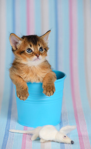 小猫在索马里在桶里用鼠标