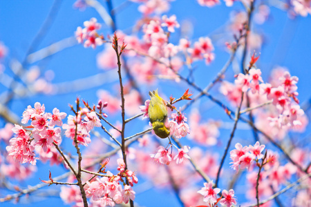 樱花盛开