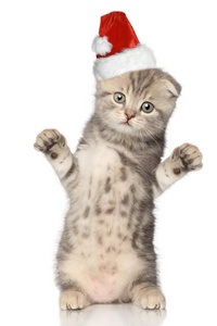 圣诞老人逗猫圣诞帽子
