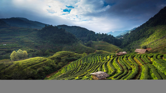 在泰国清迈进山茶园