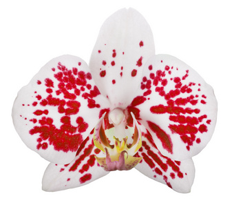 单一白色兰花花带有红色斑点