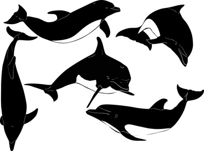 孤立的白色衬底上的五个海豚