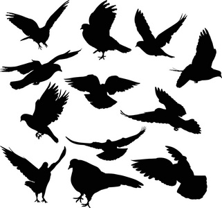 十二鸽子上白色孤立的剪影