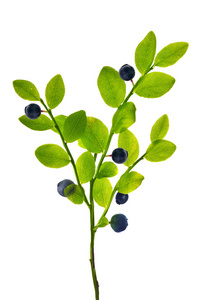 蓝莓植物，有白色的浆果