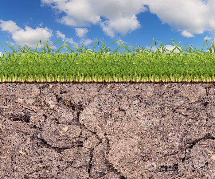 在蓝蓝的天空下土壤中的绿草横条