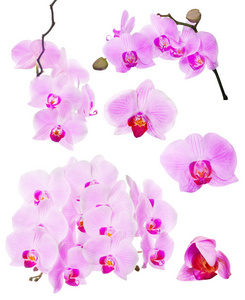 白底粉红美丽的兰花花的集合