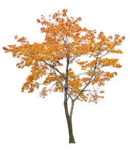明亮的孤立橙色槭树