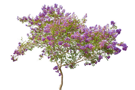 紫丁香开花的树上白色孤立