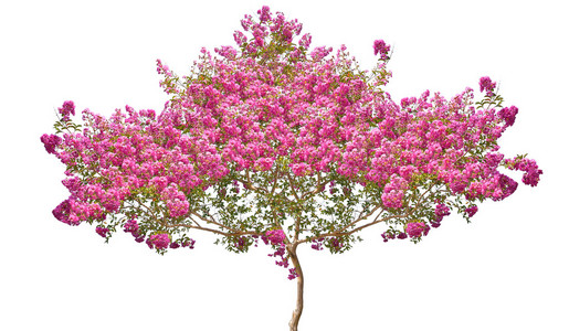 有粉红色花朵棵开花的树