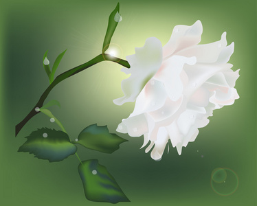 在绿色背景上的白色玫瑰花朵
