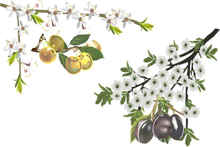 illustration de fleurs et de prunes mre