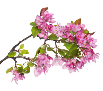 larhe 粉红色的苹果树枝开花