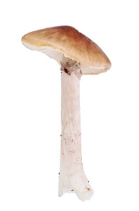 白色衬底上的棕色女工蘑菇