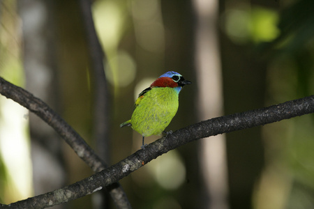 红颈的山雀，tangara cyanocephala