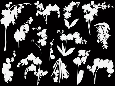 孤立的黑色的白色兰花剪影的集合