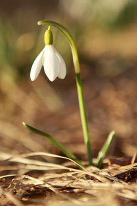 雪花莲春天