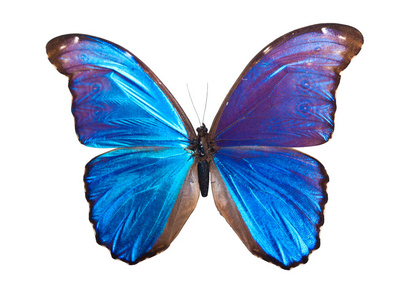 蝴蝶 morpho 尤利安