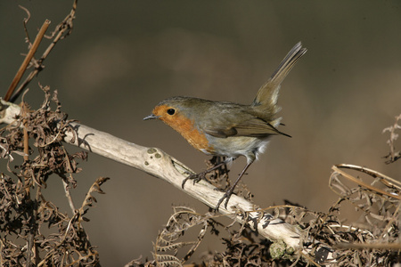 罗宾，erithacus rubecula