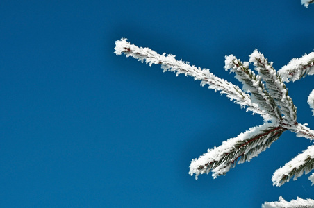 雪覆盖的枞树枝蓝天的衬托