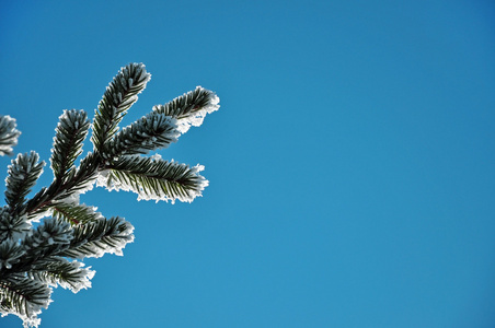 雪覆盖的枞树枝蓝天的衬托