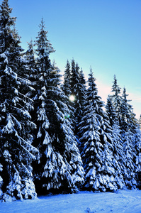 冬季道路积雪覆盖山区云杉图片