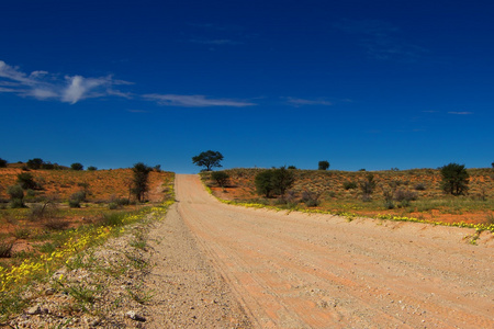 荒芜的道路，通过喀拉哈里沙漠沙丘与黄色的花朵