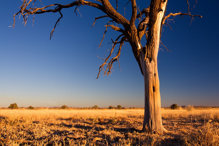 喀拉哈里沙漠与死树的可爱黄昏图片
