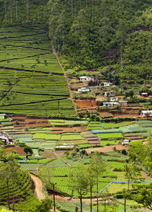 茶种植园和蔬菜花园。斯里兰卡