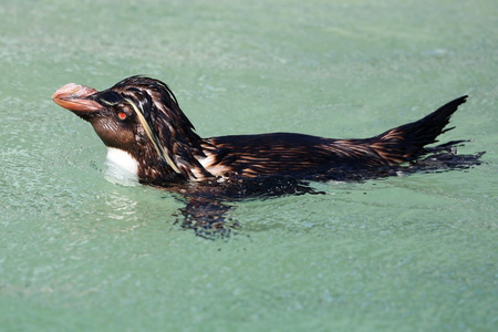 rockhopper 企鹅