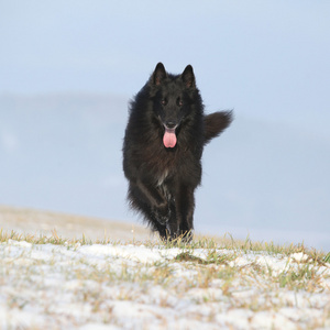 六岁 groenendael 冬季运行