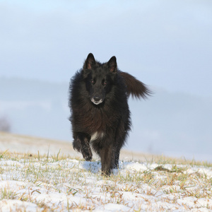 六岁 groenendael 冬季运行