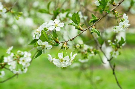 樱桃花