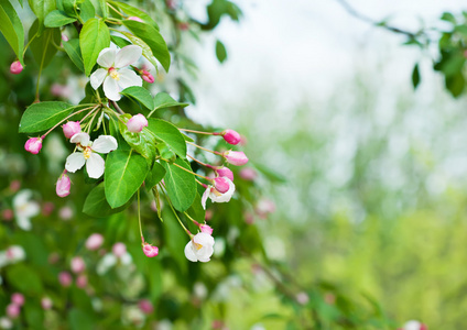 苹果树花