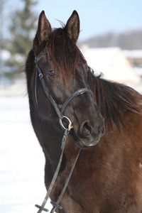 华丽与冬季的黑色缰绳匹棕色的马