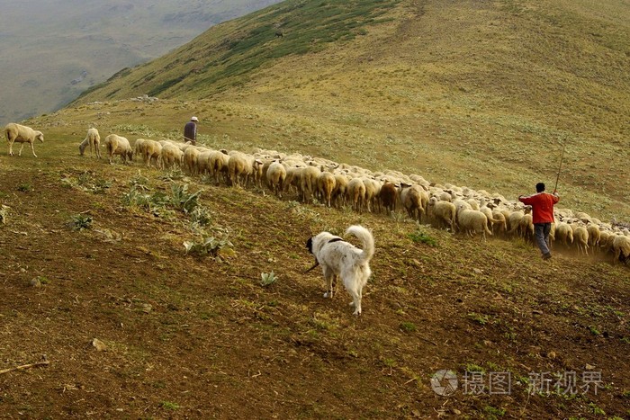 牧羊人,在保加利亚里拉山区
