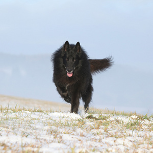 六岁 groenendael 冬季运行