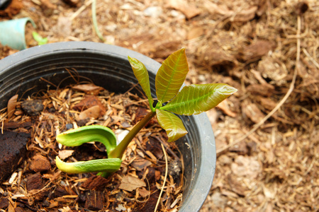 幼苗的腰果Smlinge von cashew