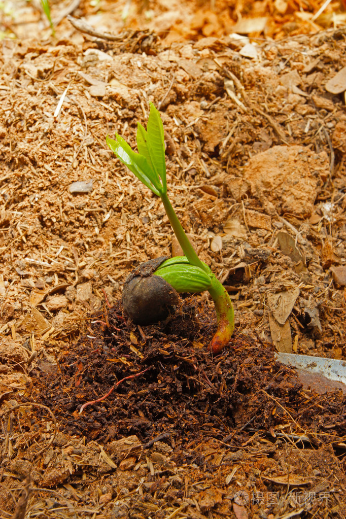 幼苗的腰果smlinge von cashew