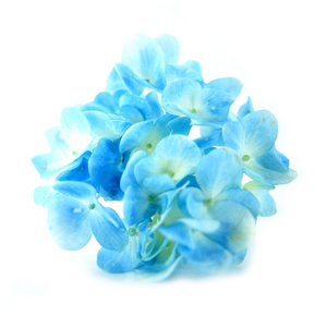 孤立的白色衬底上的蓝绣球花