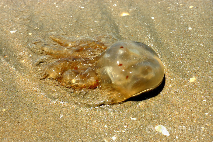 在海滩上的死水母