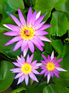 在一个池塘里的紫莲花