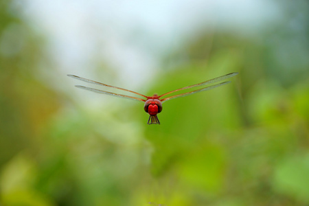 休息的红蜻蜓