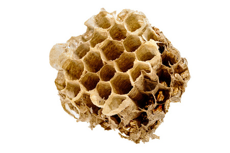 大黄蜂的巢的一部分