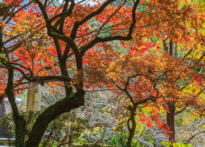 秋天的枫叶树由绿转红在福冈图片