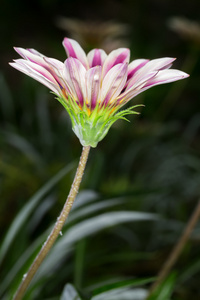 广角花广角花