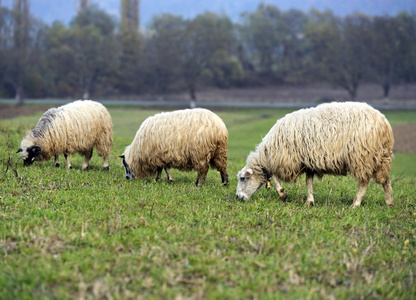 一群羊在山牧场