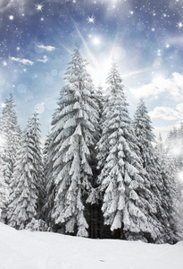 与雪的冬季景观覆盖松树图片
