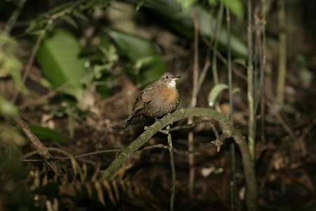 红棕色胸 leaftosser，sclerurus scansor