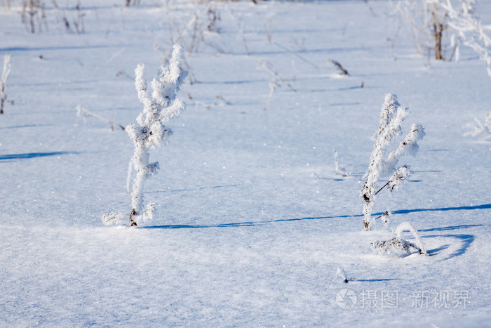 草覆盖着白霜雪